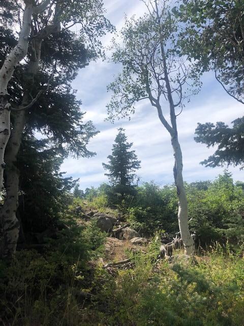 3 aspen and pines