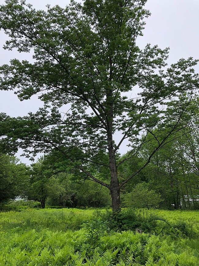 111 Gib Lockerby Rd, Grafton, VT 05146 - photo 7