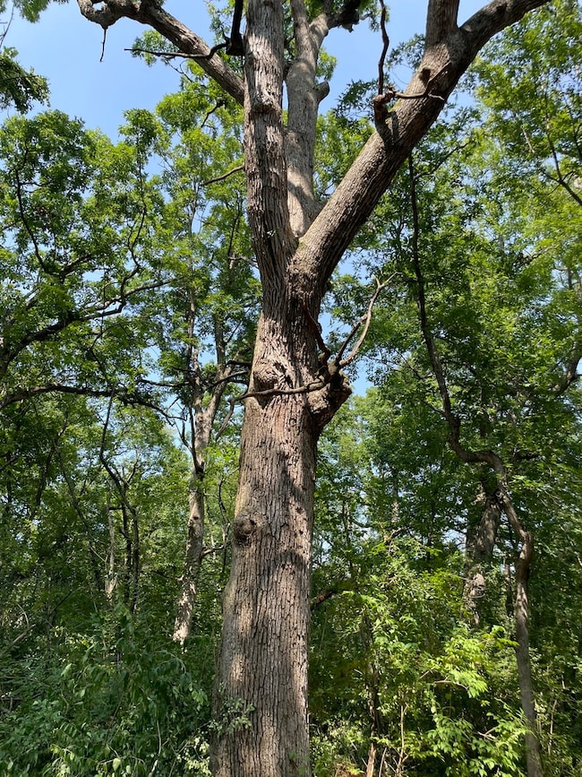 41.94 Acres US Highway 14, Harvard, IL 60033 - photo 4