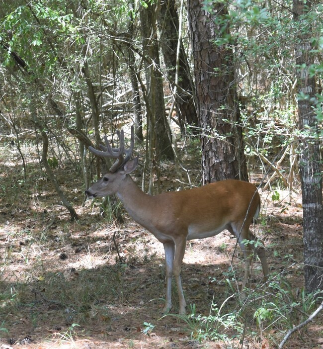 10303 Croger Dr, Magnolia, TX 77354 - photo 3