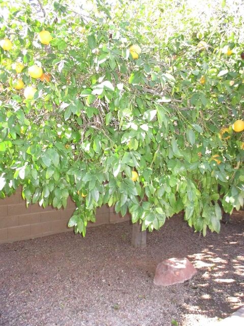 432 E Windsor Dr Fruit Tree