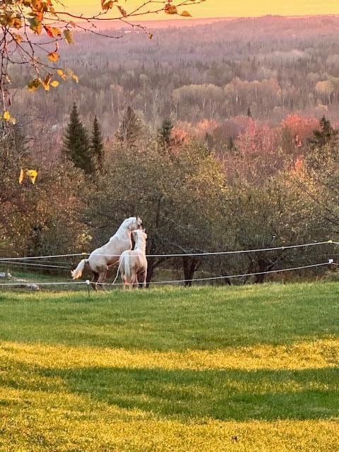 231 Station Rd, New Sweden, ME 04762 - photo 7