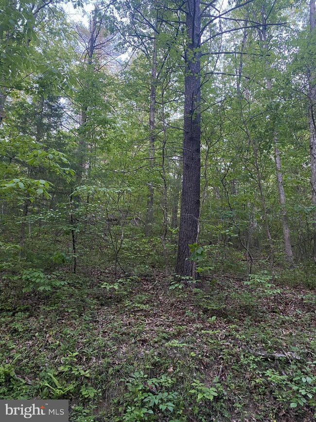 TBD Crooked Run Rd, Basye, VA 22810 - photo 2