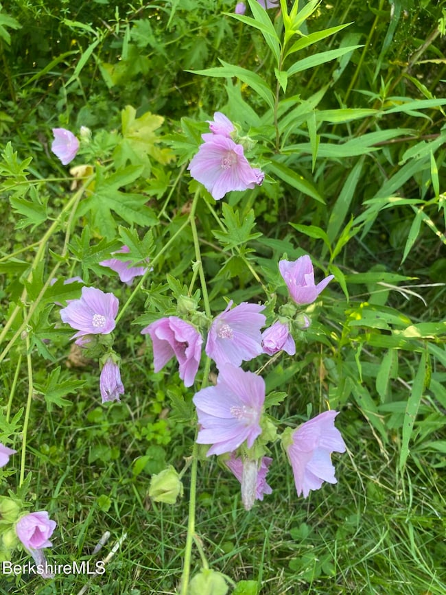 14 Blotz Rd, Washington, MA 01223 - photo 7