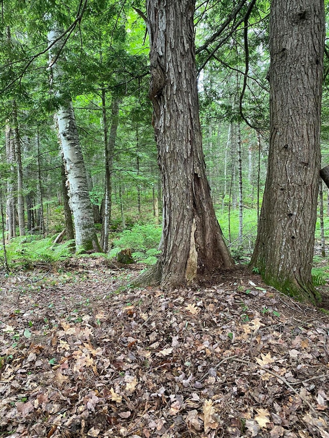 TBD Spruce Dr, Anson, ME 04958 - photo 4