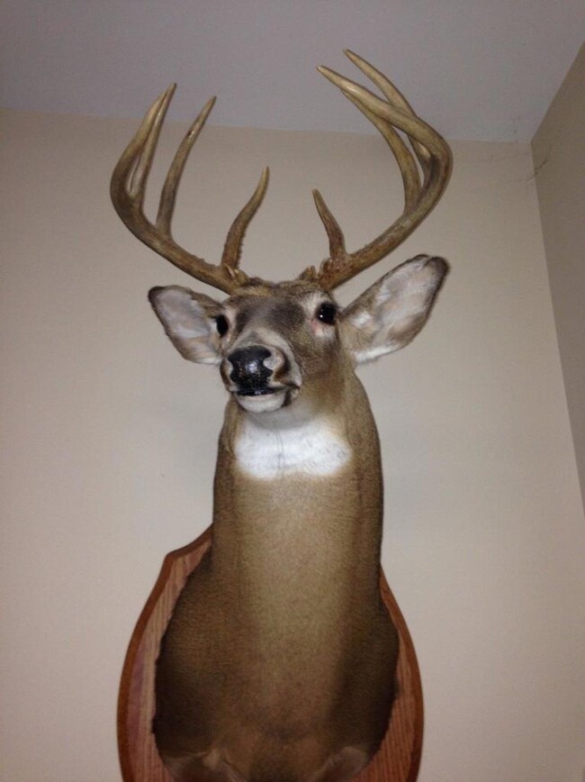 2969 Piney Grove Rd, Somerset, KY 42501 - photo 5