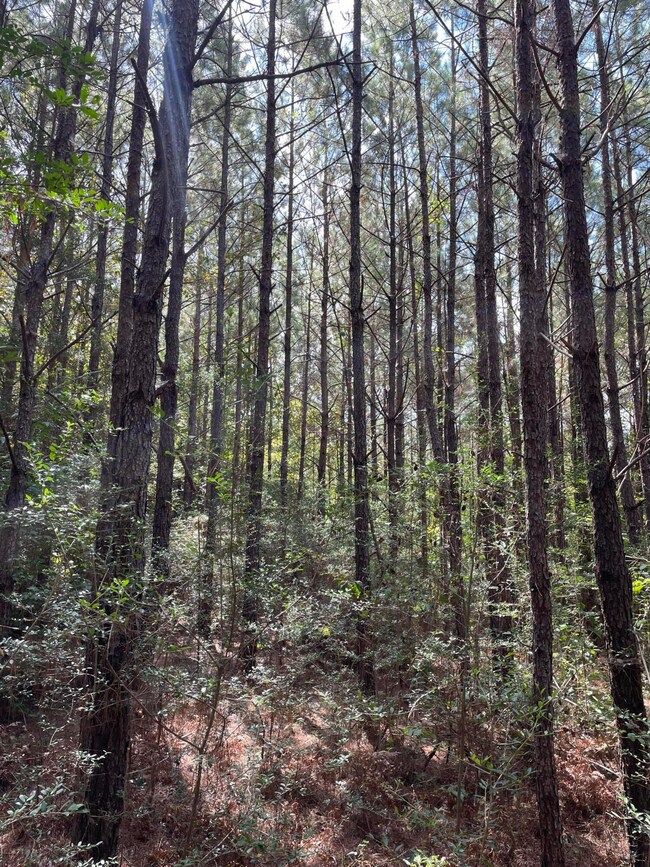 0 Coleman Rd Ms 13 unit 134645, Oak Vale, MS 39656 - photo 7