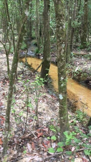 Willow Ln Creek