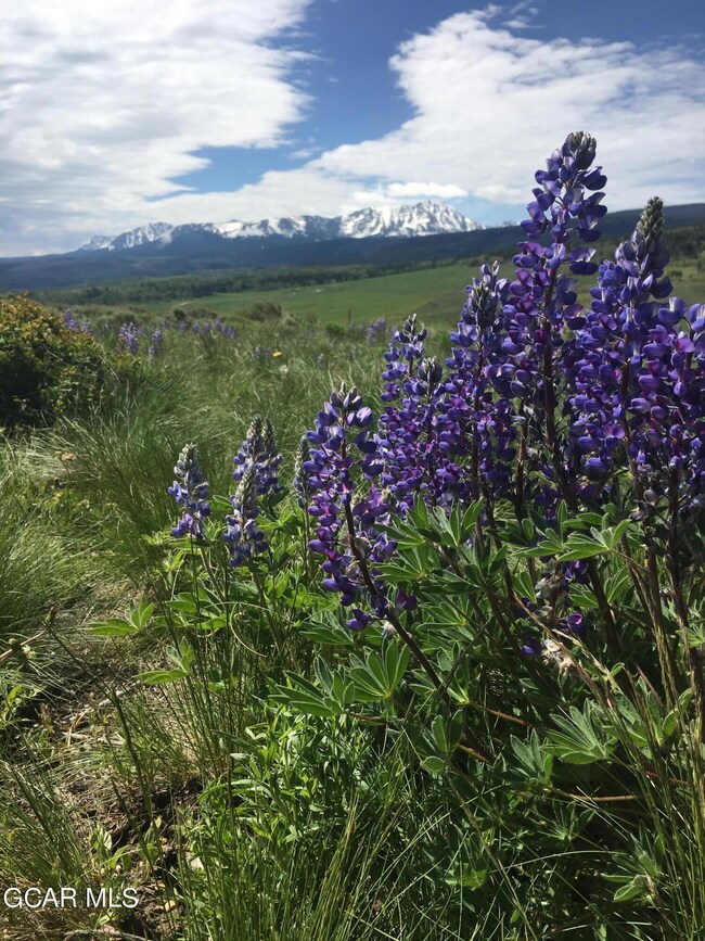 Views / Flowers