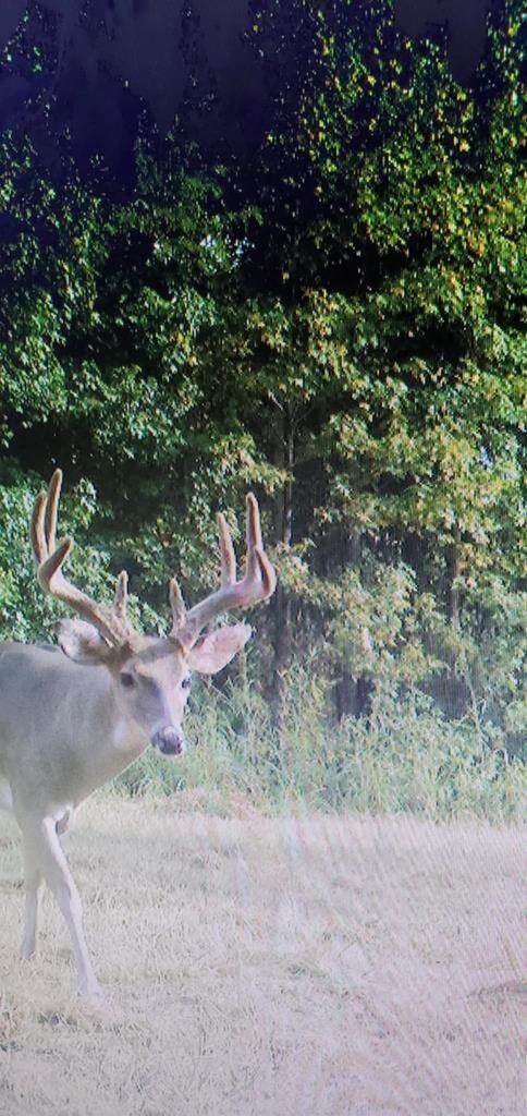 38 Holstead Rd, Natchez, MS 39120 - photo 4