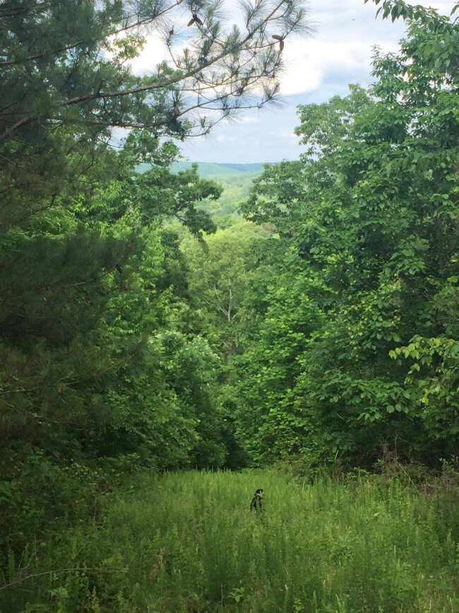 Overlooking TN National Wildlife Refuge & TN River