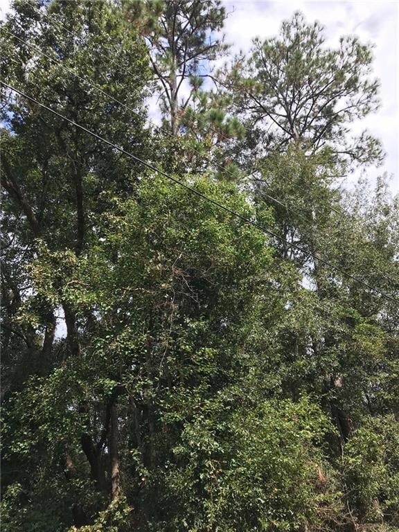 Pretty trees! Lot was heavily wooded when purchase