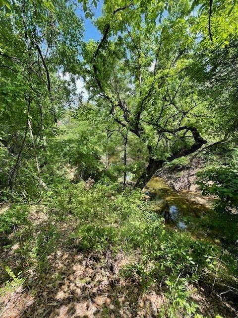 View of local wilderness