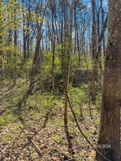 woods