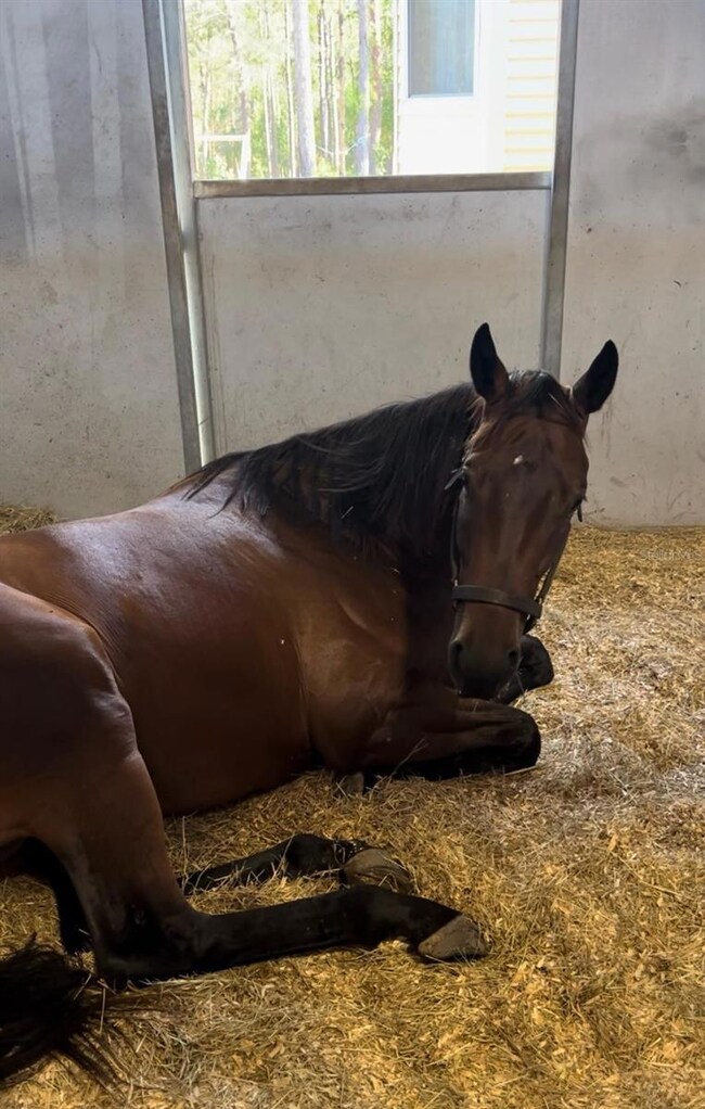 14192 Ermine Owl Rd, Brooksville, FL 34614 - photo 6