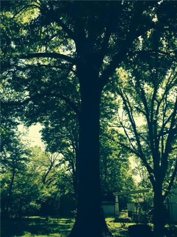 Huge shade tree and fenced in backyard.