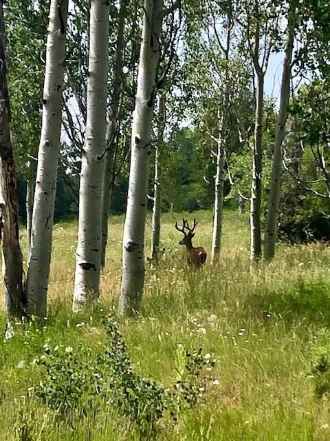 4 deer in aspens