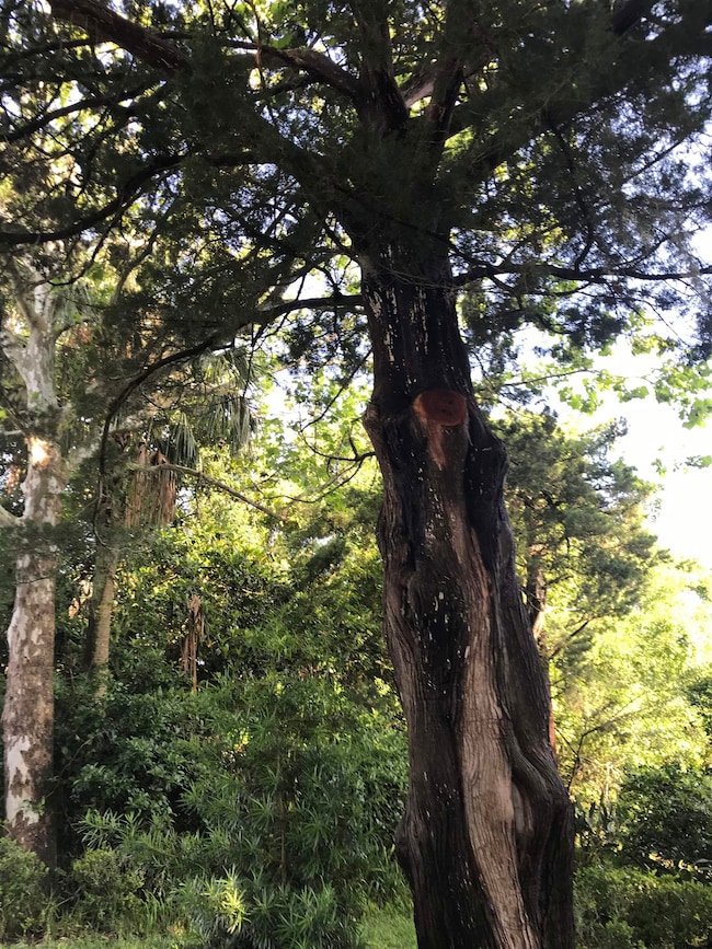 0 Madrid St Lot 3, Saint Augustine Beach, FL 32080 - photo 4