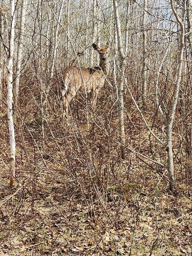 xxxx Lot 19 Wilderness Trail, Jackson Township, WI 54830 - photo 5