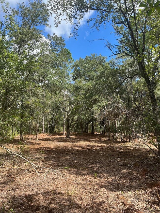 4613 Kola Rd, New Smyrna Beach, FL 32168 - photo 5