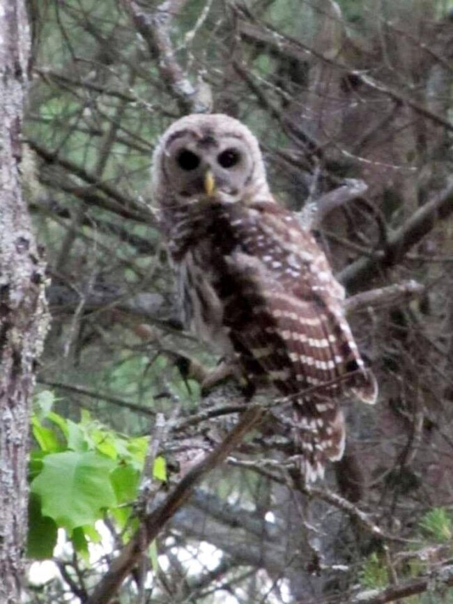 Creatures on the land: Owl