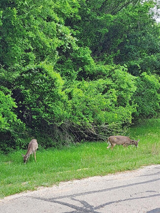 15064 Golf Dr, Whitney, TX 76692 - photo 2