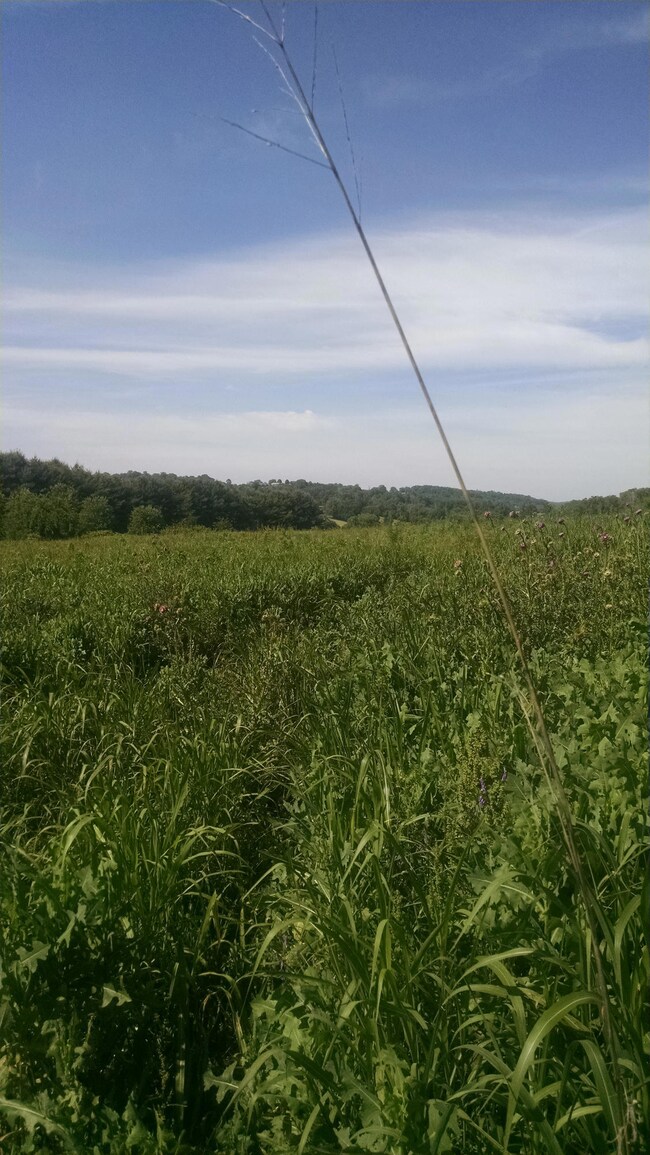 Old Niles Ferry lots (4)