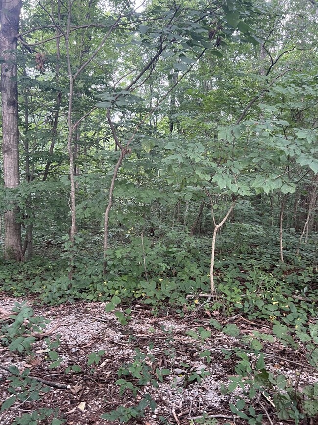 00 Audrey Ln, Byrdstown, TN 38549 - photo 4