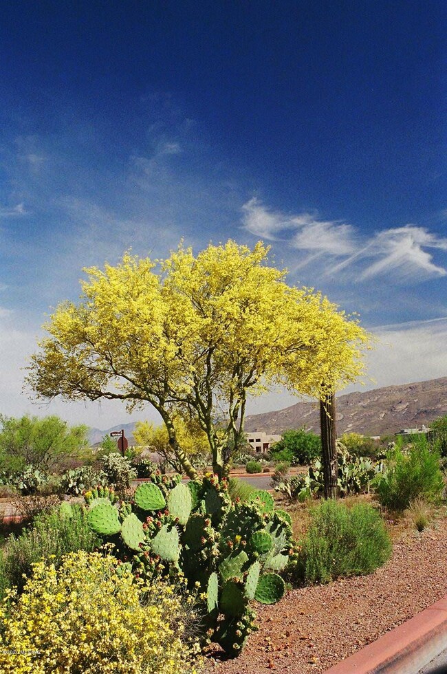 Desert in Bloom