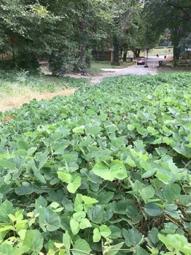 0 Niese St, Memphis, TN 38106 - photo 3