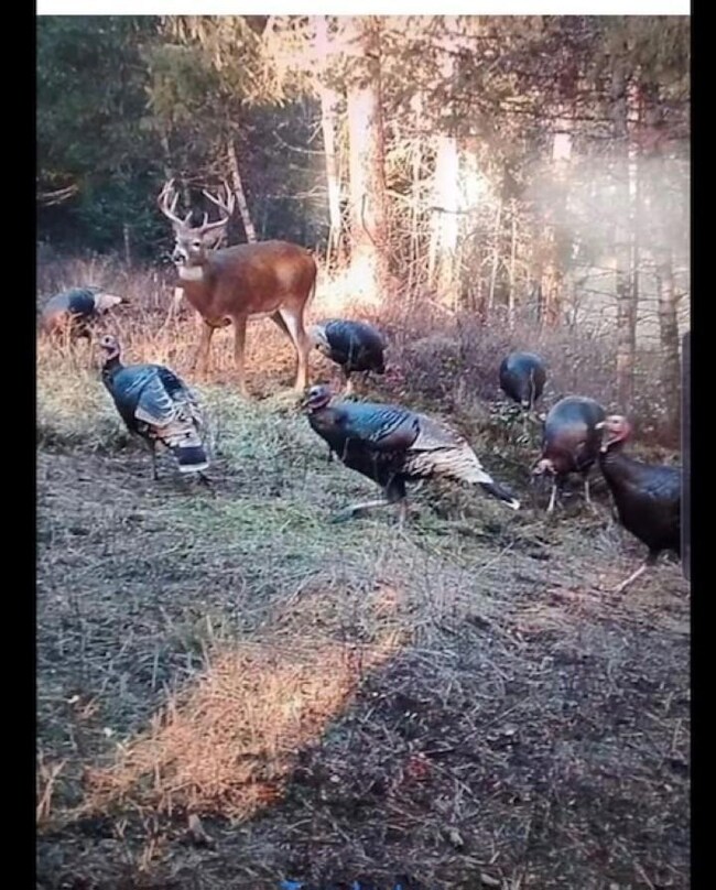 Buck & Turkeys