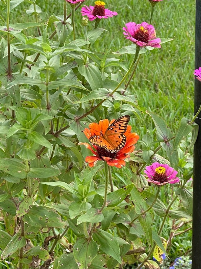 4143 Bald Cypress Dr, Deland, FL 32724 - photo 2