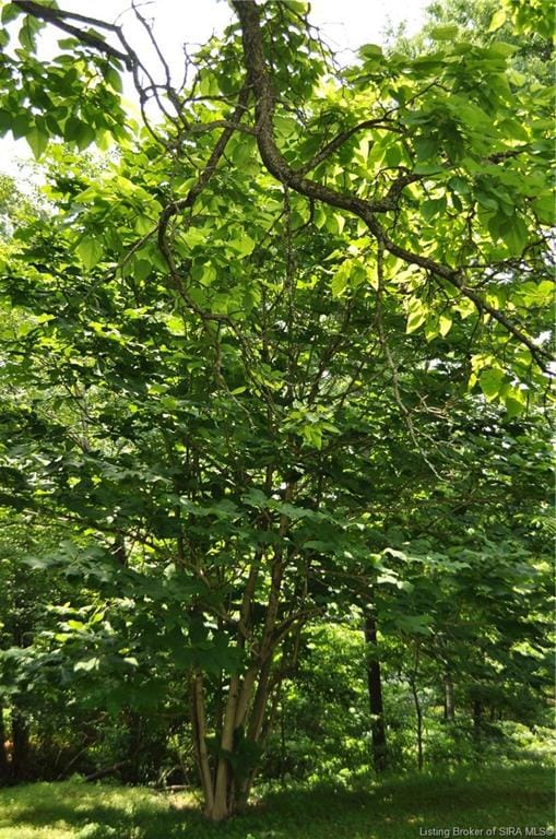 214 Leon Prall Rd, Otisco, IN 47163 - photo 7