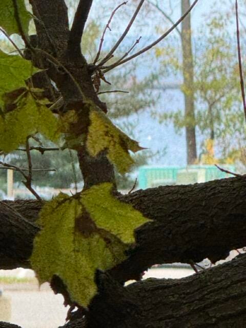 10 Camden Street Terrace, Rockland, ME 04841 - photo 5