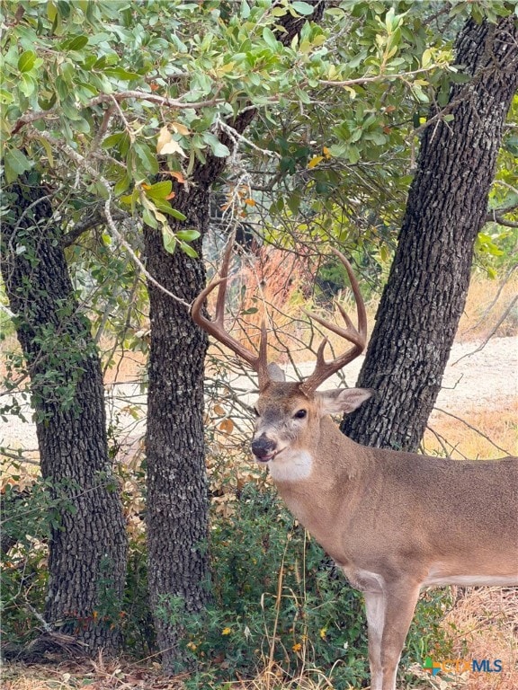 1232 Kings Cove Dr, Canyon Lake, TX 78133 - photo 6