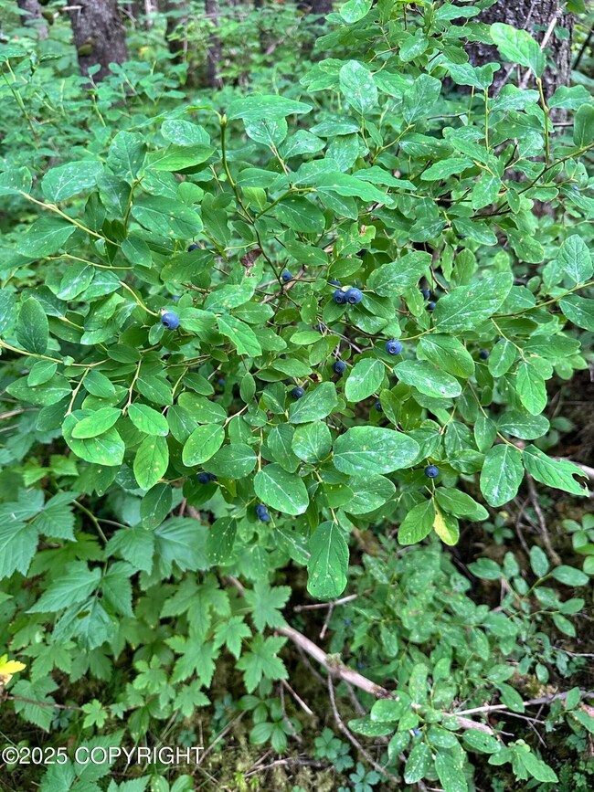 L17 B11 Malcolm St, Seldovia, AK 99663 - photo 5