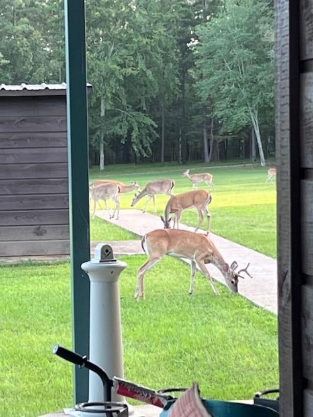 15250 County Road 3111, Gladewater, TX 75647 - photo 7