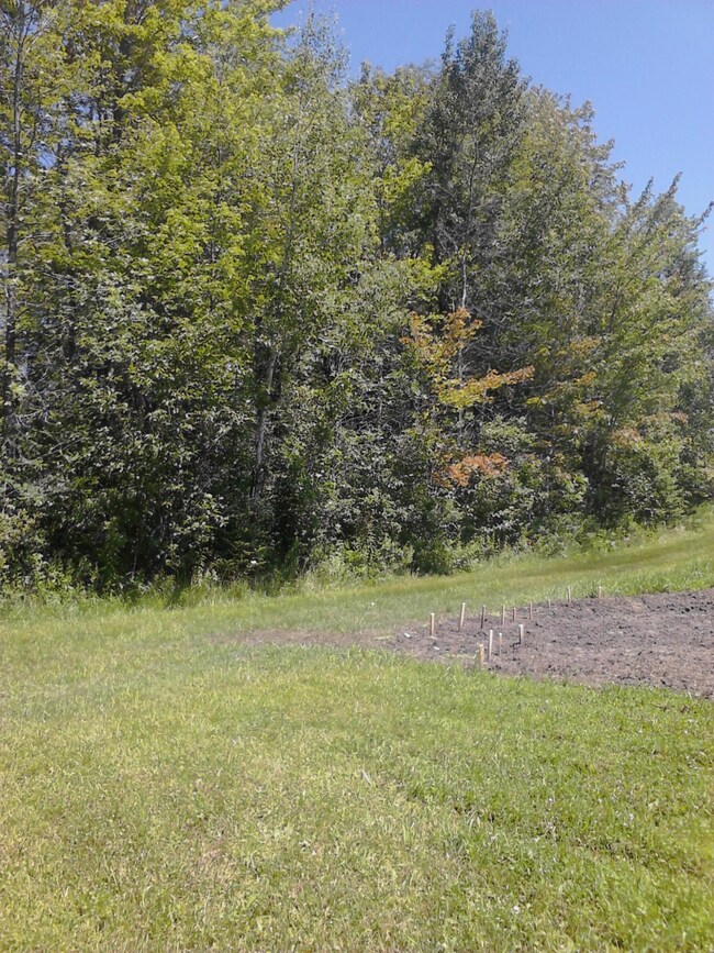 Maple Lane food plot