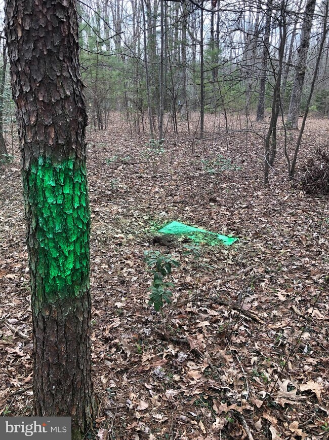 4910 Greenbranch St, Partlow, VA 22534 - photo 7