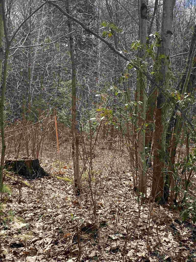 46 Fullam Pond Rd, Winchester, NH 03470 - photo 7