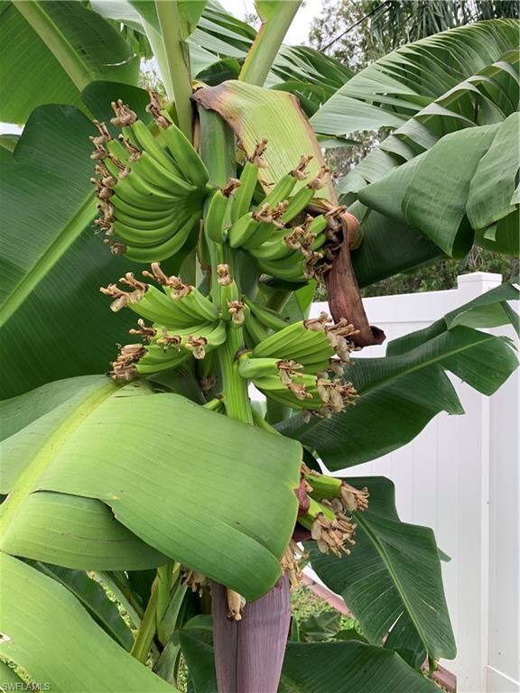 banana tree