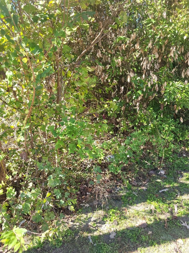 Right side of lot