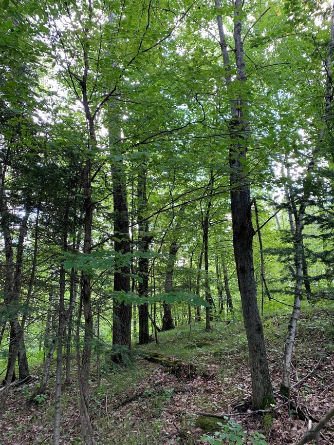 W16471 Old 14 Rd, Rice Lake, WI 54868 - photo 7