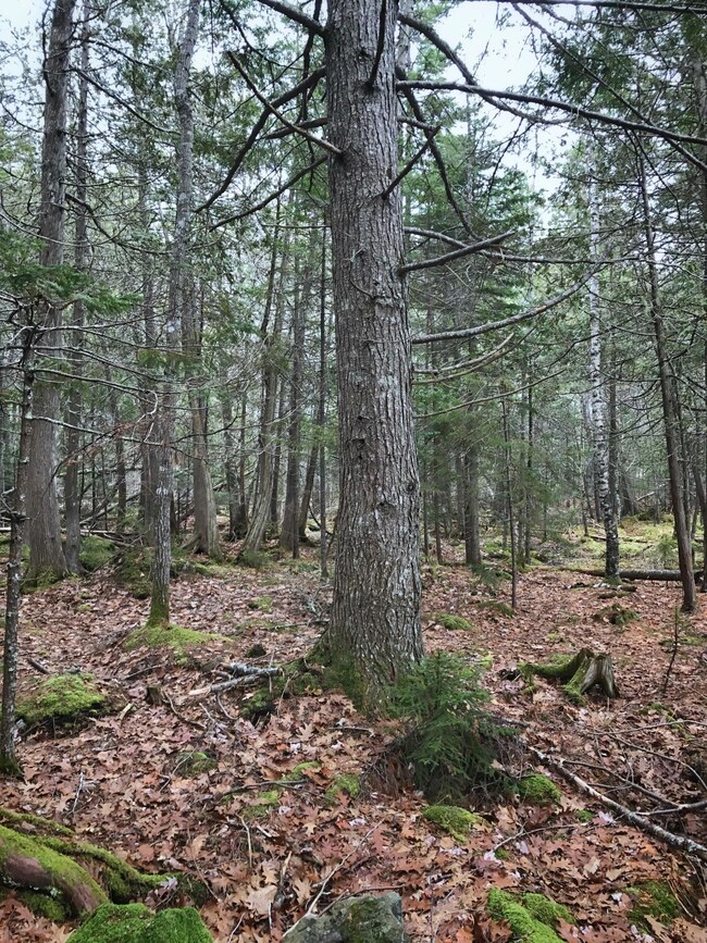 Old growth forest