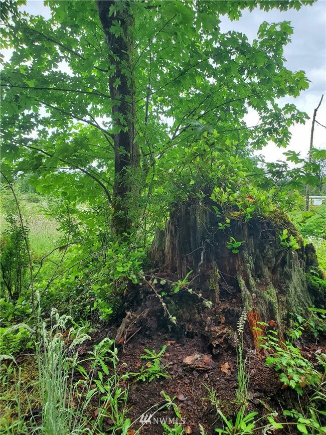 389 Avery Rd E, Chehalis, WA 98532 - photo 5