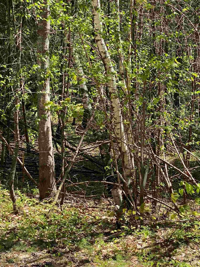 Lot 14 Chapel St, Conway, NH 03860 - photo 3