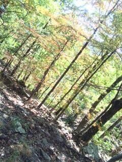 0 Brannon Mountain Rd unit 1037113, Elkins, AR 72727 - photo 3