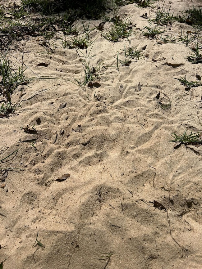 unlisted-address, Abbeville, AL 36310 - photo 5