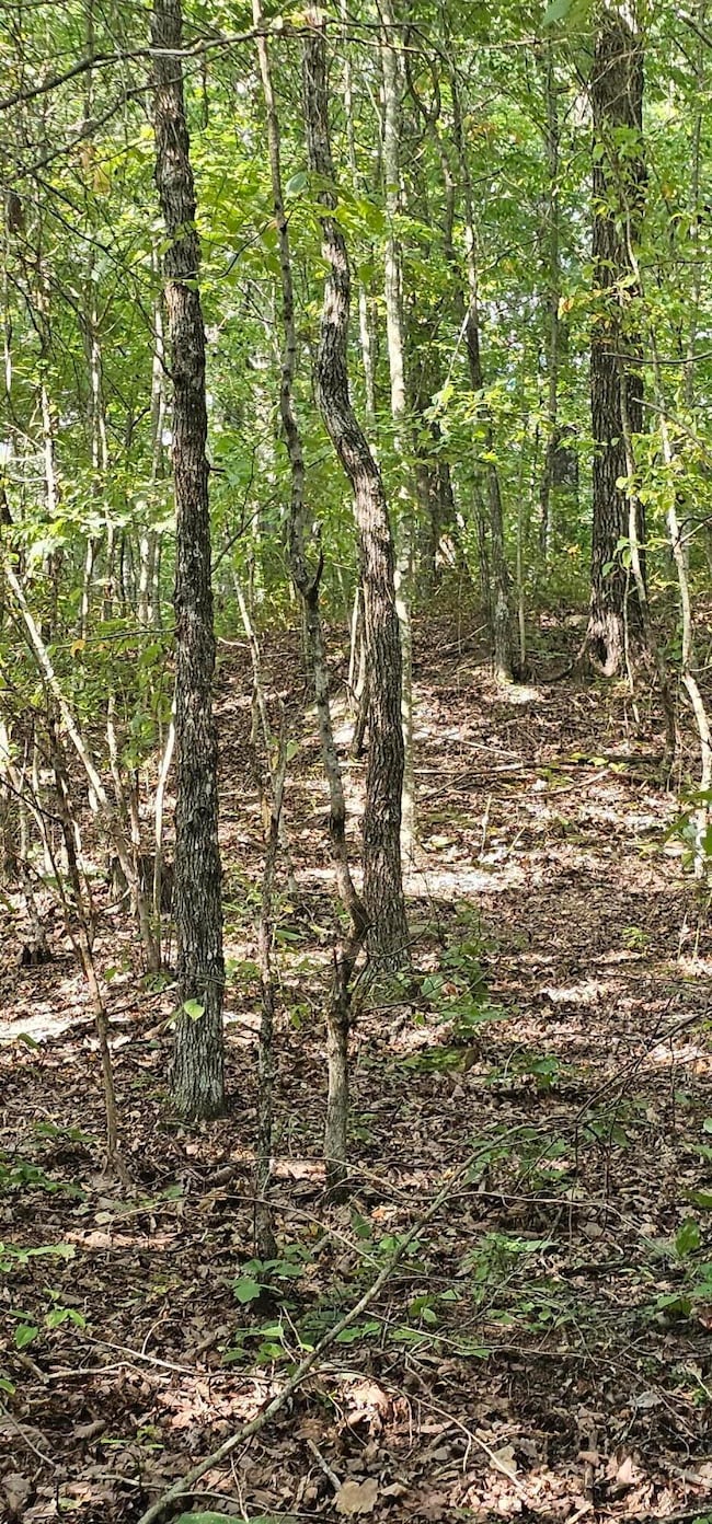 000 Cove Hill Rd, Pikeville, TN 37367 - photo 3