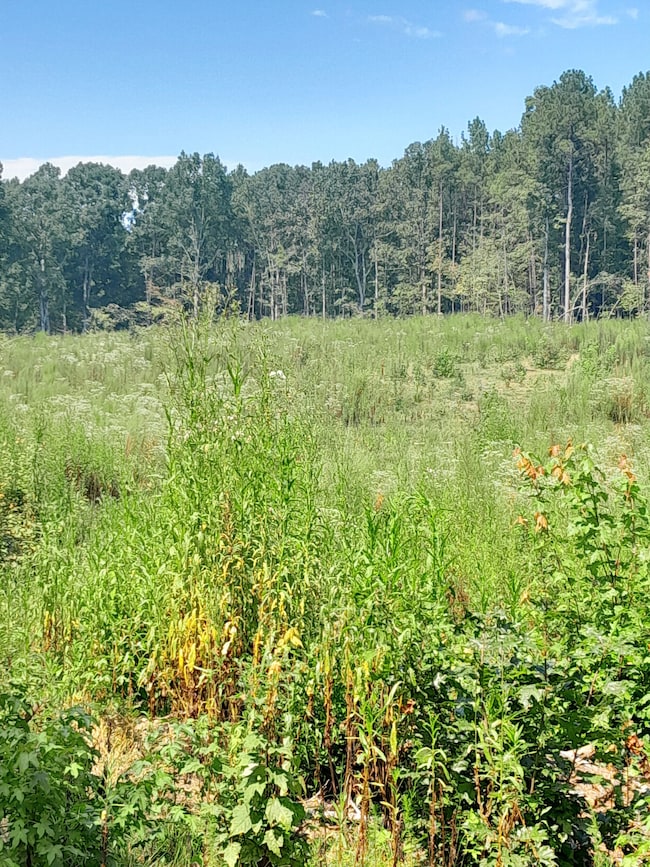 Tbd White Store Rd, Wadesboro, NC 28170 - photo 4